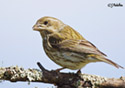 Carpodacus mexicanus